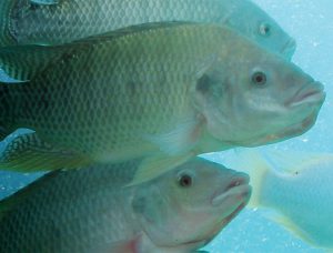 tilapia