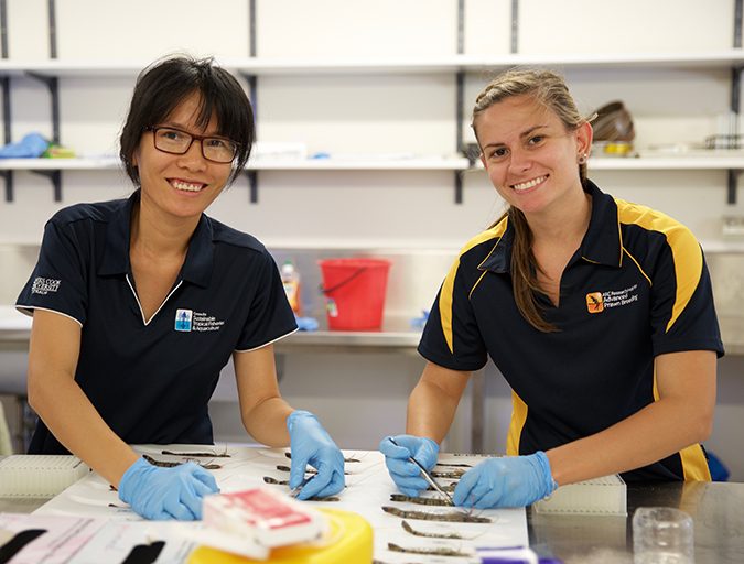 Sampling black tiger shrimp for DNA analysis (Researchers Quyen Quyen Banh and Tansyn Noble).