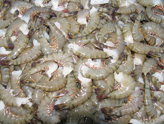 Article image for Critical decisions for shrimp harvesting and packing, Part 3