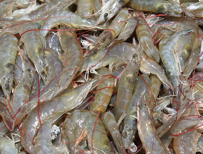 Article image for Critical decisions for shrimp harvesting and packing, Part 1