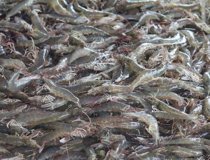 The quality shrimp have at the moment of harvest represents a significant investment in time and resources, and subsequent steps must be adequately planned and executed to maintain this quality.