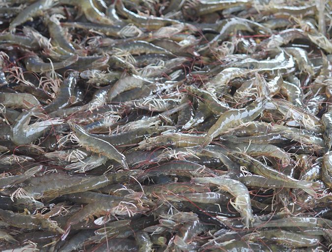 The quality shrimp have at the moment of harvest represents a significant investment in time and resources, and subsequent steps must be adequately planned and executed to maintain this quality. 