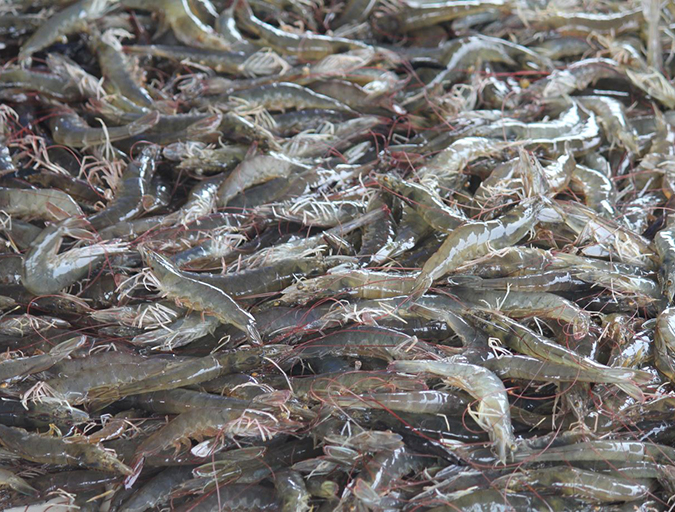 Article image for Critical decisions for shrimp harvesting and packing, Part 2