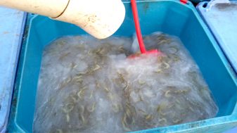 Mixing shrimp in slurry ice in a bin during a harvest.