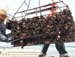 At Norm Bloom & Son Copps Island Oysters in Connecticut, workers haul farmed oysters from cages. For New England shellfish farmers, the emergence in recent years of a highly virulent non-native strain of VP known as 04:K12 is troubling.