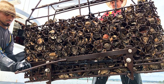 At Norm Bloom & Son Copps Island Oysters in Connecticut, workers haul farmed oysters from cages. For New England shellfish farmers, the emergence in recent years of a highly virulent non-native strain of VP known as 04:K12 is troubling.