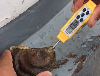 New harvesting protocols for many oyster harvesters include immediately reducing the shellfish body temperature to below 50 degrees-F. 