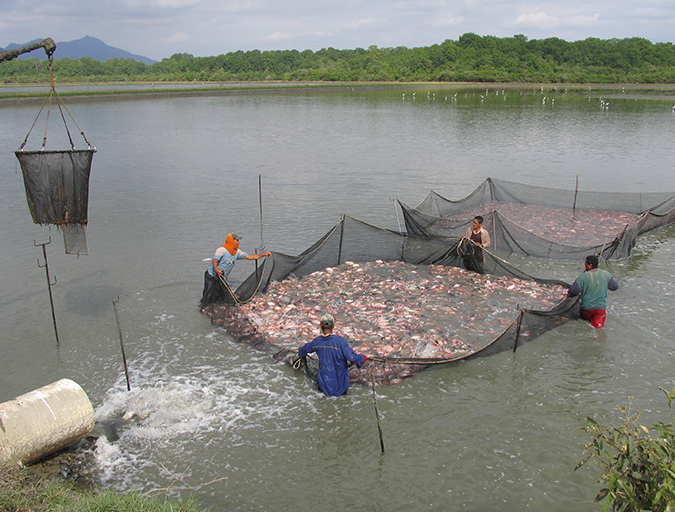 Article image for Abordando la inocuidad en la cadena de suministro de tilapia de América Latina