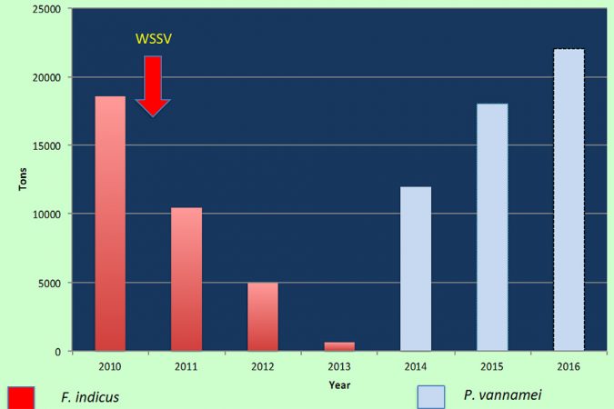 Fig 3.  Farmed shrimp production in the KSA since 2010-2015, and forecast for 2016.