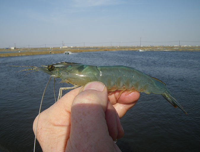 Article image for Saudi Arabia developing effective farmed shrimp biosecurity strategy