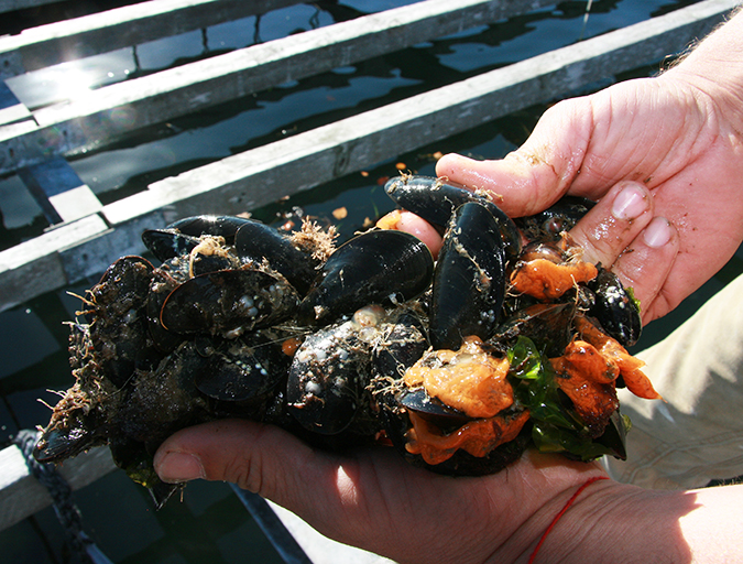 Article image for Images: Bangs Island Mussels in Casco Bay, Maine