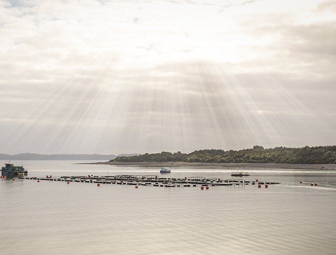 Article image for Chilean salmon farmers see brighter days ahead