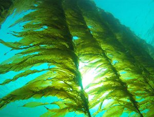 seaweed farms