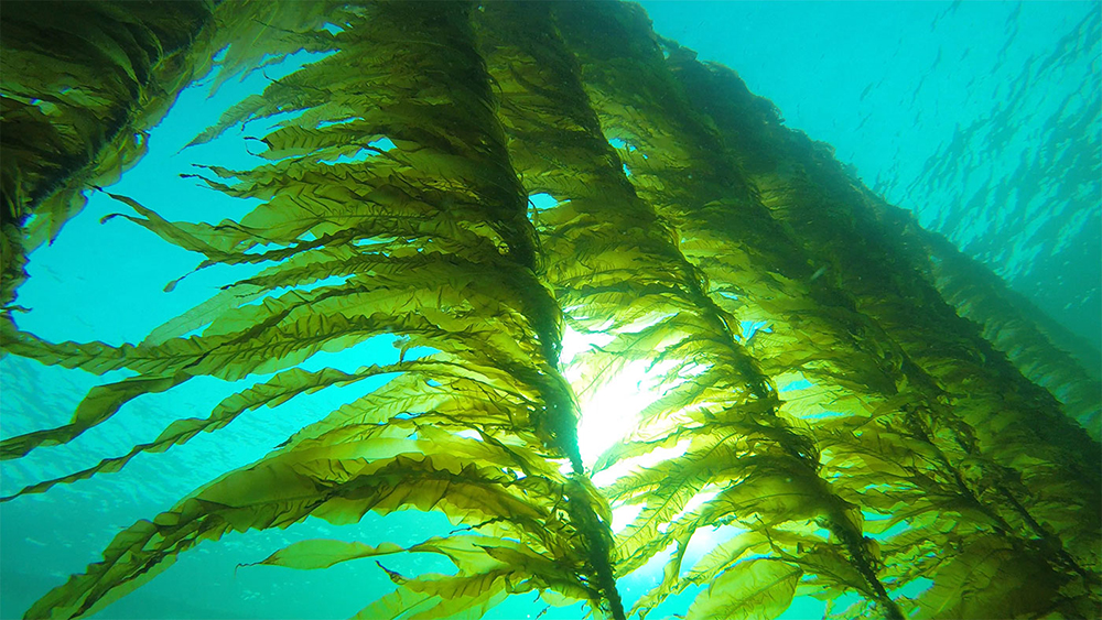 Seaweed startups