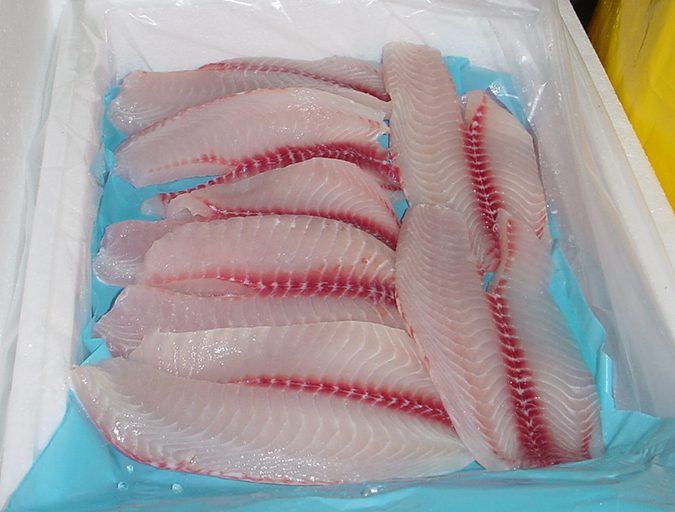 Tilapia fresh fillets