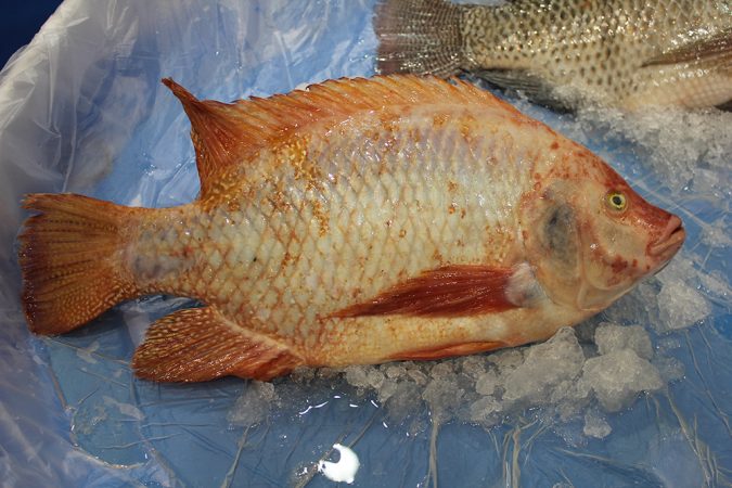 selective breeding for tilapia