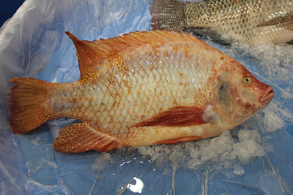 Article image for Adding value to tilapia to tap into U.S. market