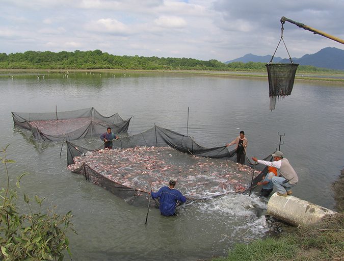 tilapia harvest