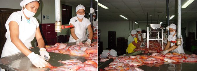 tilapia processing