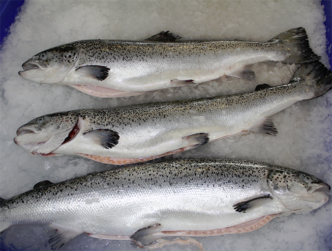 Article image for Aquaculture viruses: An Atlantic salmon case study