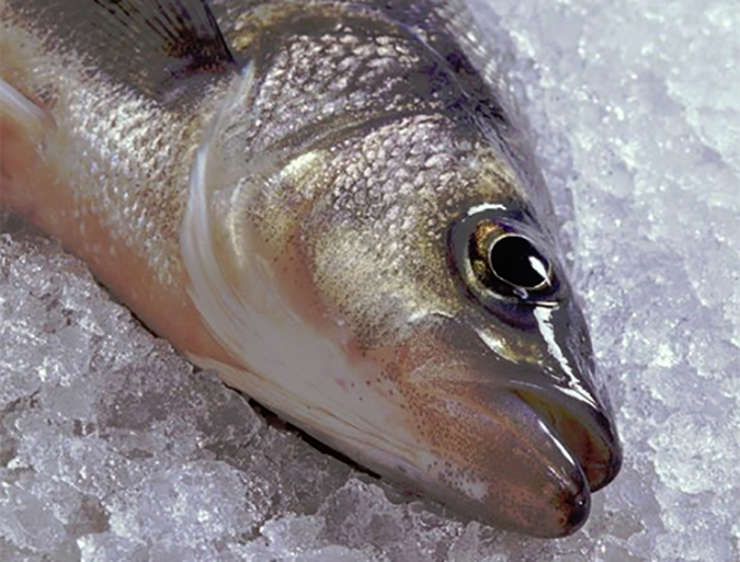 Article image for Gauging fatty acid composition in hybrid striped bass