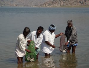 fish cultured and harvested in a reservoir