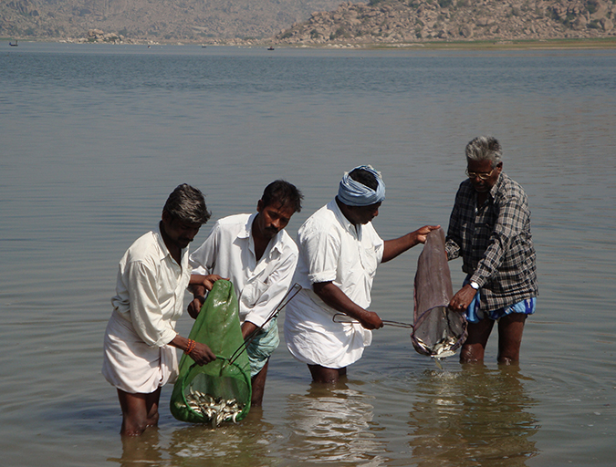 Article image for India’s reservoirs show significant potential for aquaculture