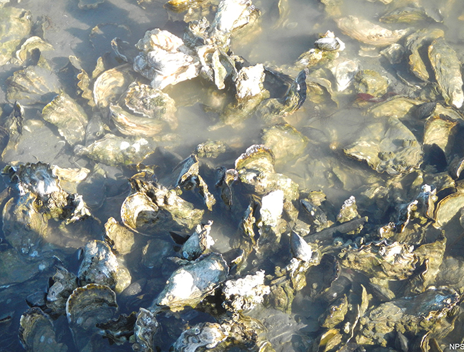 Article image for Two years after shutdown, California oyster farm remains a community hot-button