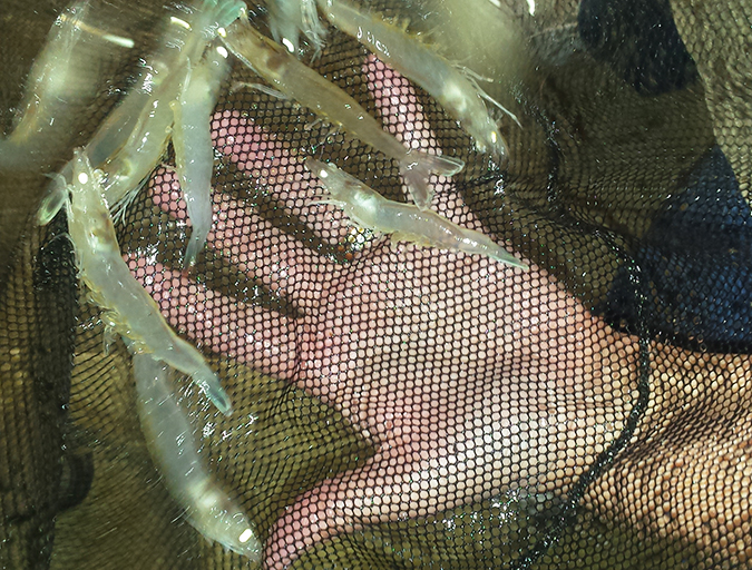 Article image for The indoor farmed shrimp business: fascinating, frustrating