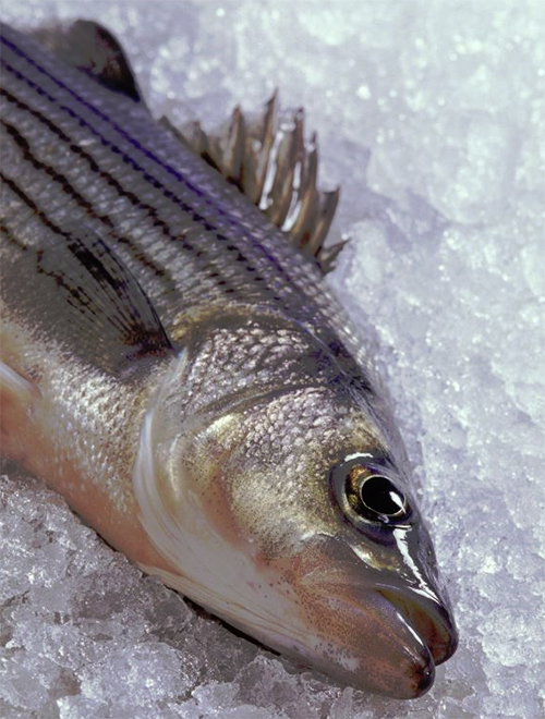 Article image for Comparing nutritional values of wild and farmed whitefish