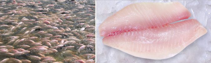Global production of farmed tilapia continues to increase in many countries, and robust markets continue to expand for both whole fish and fillets. Photos by Darryl Jory (left) and Cesar Alceste (right).