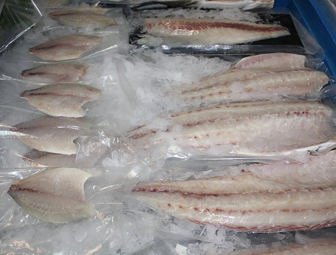 Filetes de cobia cultivada (derecha) y pámpano (izquierda) - ambas especies tienen un potencial significativo para la expansión de su producción en muchas áreas. Foto de Darryl Jory. 