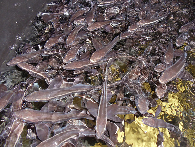 Article image for Is a fish oil-free cobia feed possible?