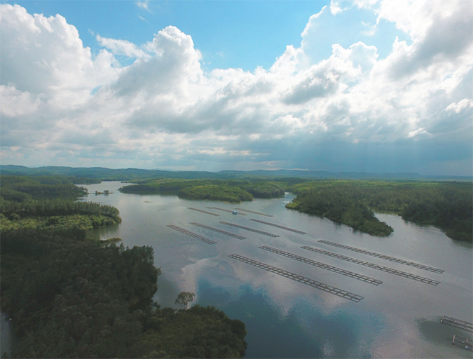 Article image for What will it take to make tilapia great again?