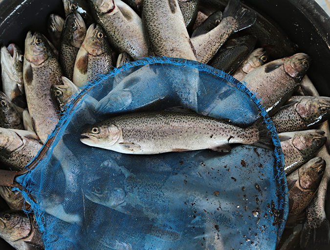 Article image for Ya no somos nómadas, por lo que deberíamos cultivar más pescado