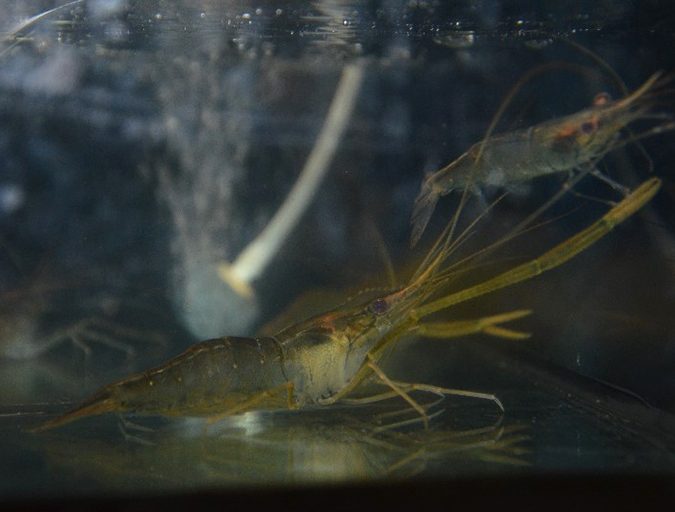 shrimp culture