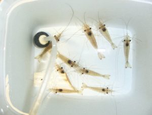 Langostinos adultos cosechados después de la conclusión del estudio.