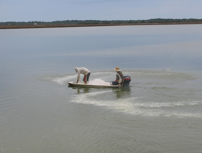 Article image for What causes alkalinity changes in aquaculture waters?