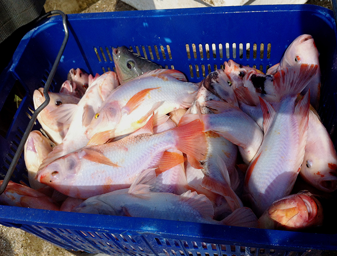 Article image for Testing dietary potassium diformate in tilapia feed