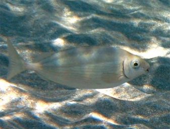 rabbitfish