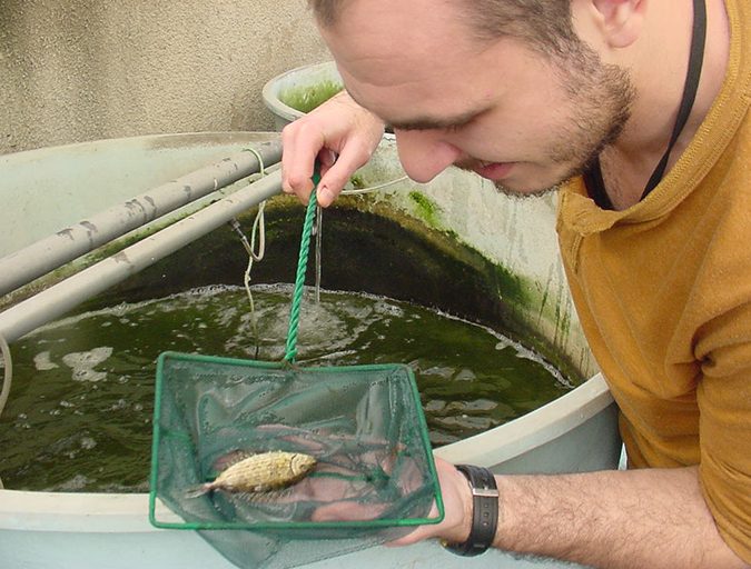 rabbitfish