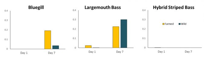 Fig. 3: Niveles de peróxido (meq/kg) en filetes de peces agallas-azules silvestres y de granja, lobina de boca grande y lobina rayada híbrida después de 1 ó 7 días de almacenamiento refrigerado. Los resultados de las pruebas de ANOVA de dos vías indicaron incrementos significativos en la cantidad de peróxidos en el tiempo para los agallas-azules y las lobinas de boca grande, pero no para la lobina rayada híbrida; los peces silvestres vs. cultivados no fueron significativamente diferentes para ningún taxón en ningún momento.