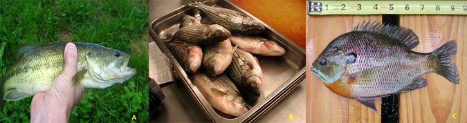 Este estudio evaluó el valor nutricional de tres taxones de peces comunes representativos: lobina rayada hibrida, lobina de boca grande y agallas azules. Fuentes: A. Por Dgp.martin (Trabajo propio) [GFDL (http://www.gnu.org/copyleft/fdl.html) o CC BY-SA 3.0 (http://creativecommons.org/licenses/by- Sa / 3.0)], a través de Wikimedia Commons; B. Jesse Trushenski; Y C. Por Briandykes en Wikipédia en inglés [Public domain], vía Wikimedia Commons.