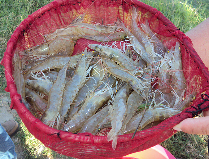 Article image for Genetics key to maximum growth rate for shrimp