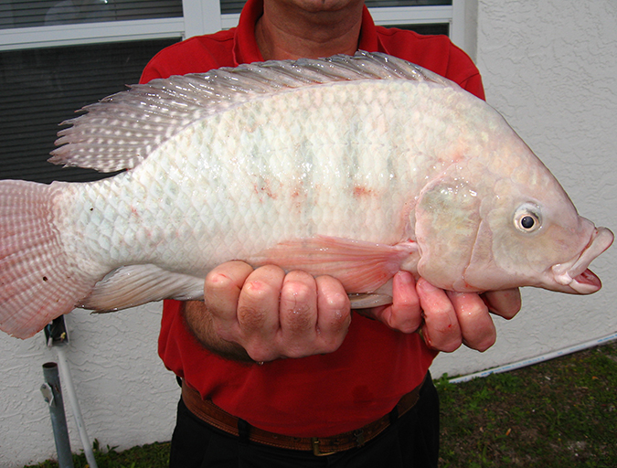 Article image for There’s more than one way to grow tilapia  