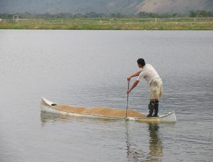 La evaluación adecuada de la hidro-estabilidad – la estabilidad física y la lixiviación de nutrientes - de los alimentos de camarón es un componente importante de su control de calidad, desde el fabricante hasta el productor.
