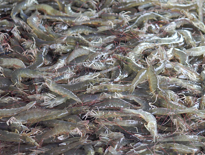 Article image for Four AHPND strains identified on Latin American shrimp farms