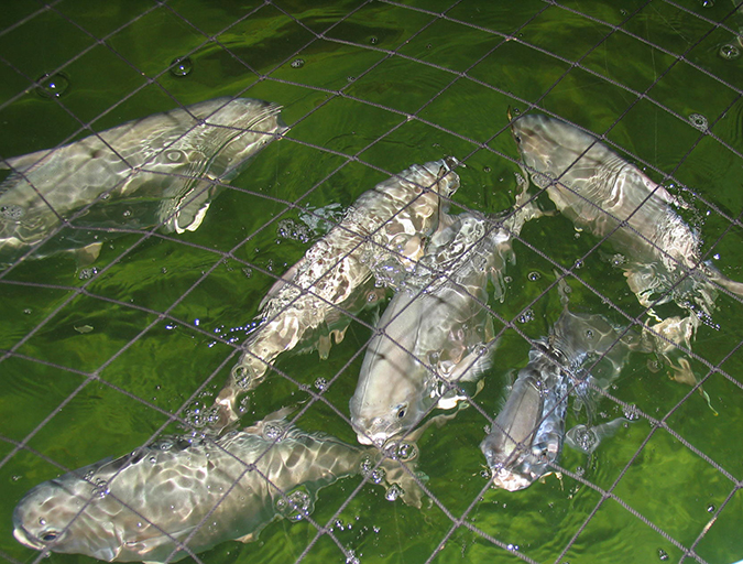 Article image for Sustitución de la harina de pescado por DFB en dietas de pámpano