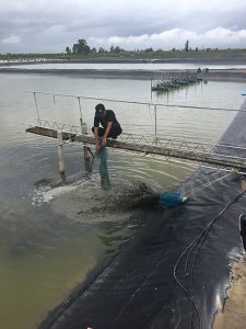 Drenando el efluente de un drenaje central en el estanque de engorde a un estanque de sedimentación dos horas después de alimentar el camarón.