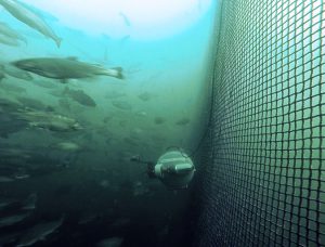 Fish farm net